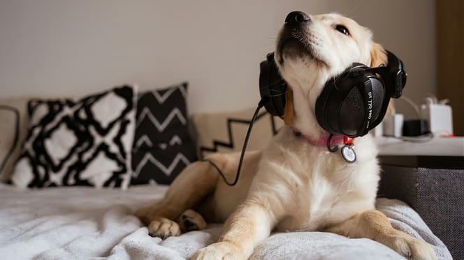 hondennamen uit de muziekwereld