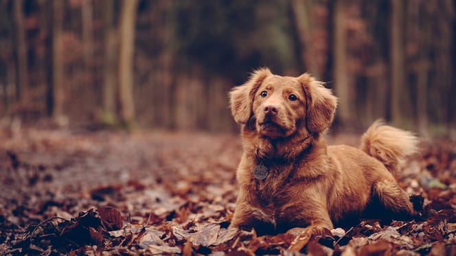 hondennamen voor bruine honden