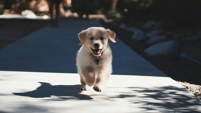 hondennamen voor een puppy