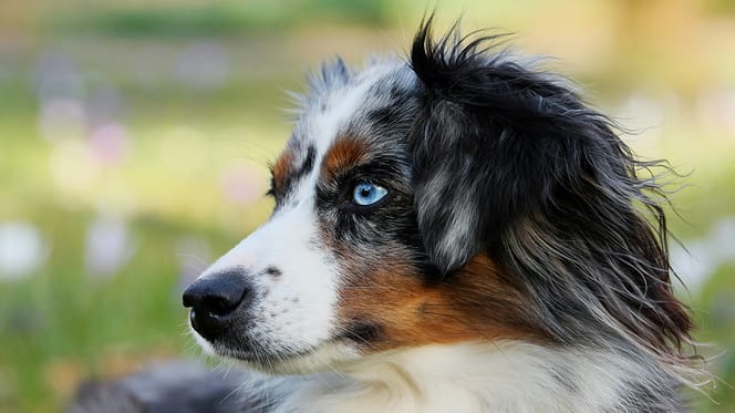 hondennamen voor gevlekte honden
