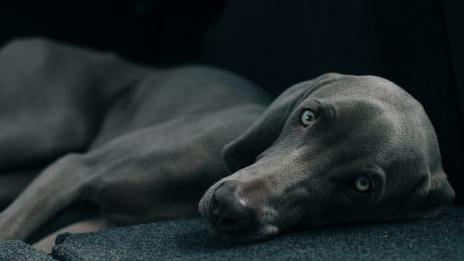 hondennamen voor grijze honden