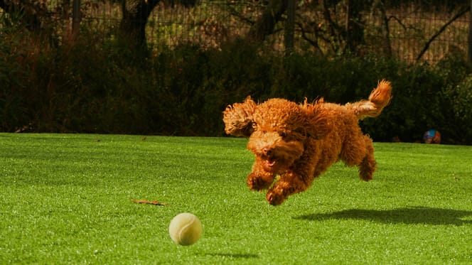 hondennamen voor oranje en rode honden