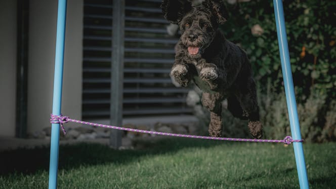 hondennamen voor sportieve honden