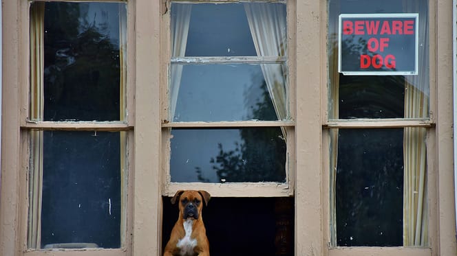 hondennamen voor waakhonden