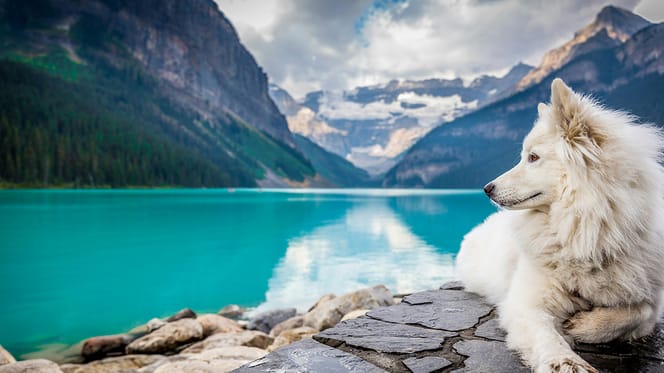 hondennamen voor witte honden