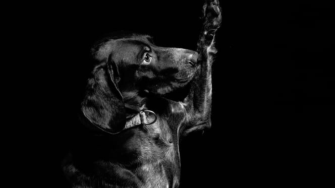 hondennamen voor zwarte honden