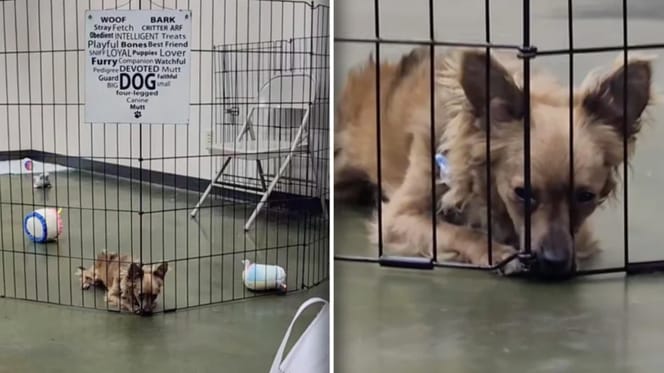 Hondje Darby blijft alleen achter na adoptie event