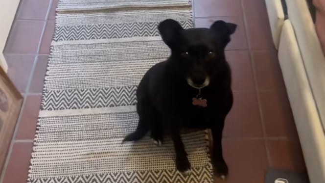 Honey la chienne