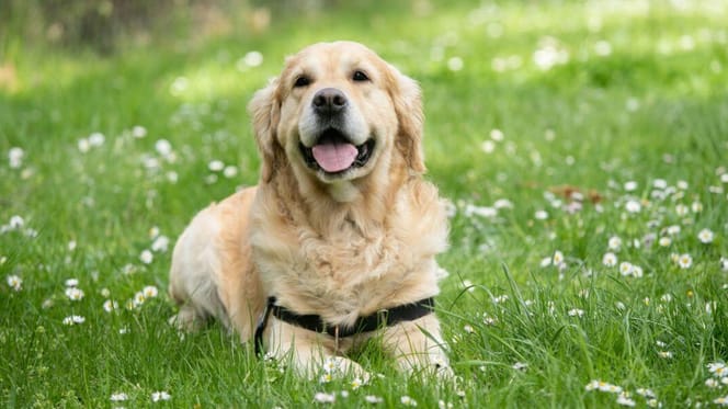 How long do Golden Retrievers live: Golden Retriever in field