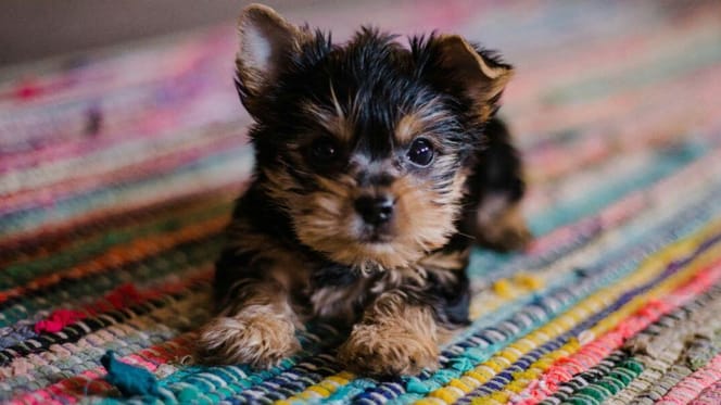 How much does puppy training cost: Puppy on a rug
