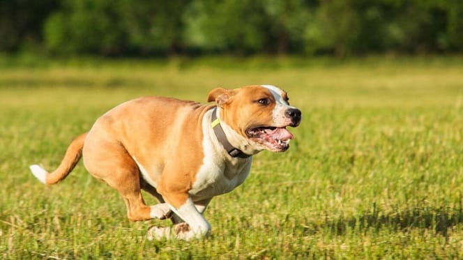 How much exercise do Staffordshire Bull Terriers need: Staffy running on grass
