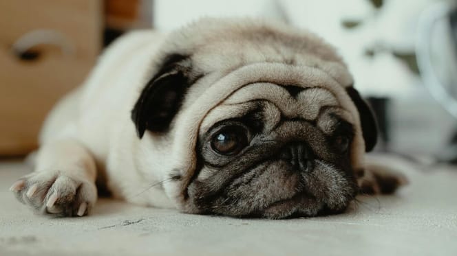 How to make a dog throw up: Sad looking Pug