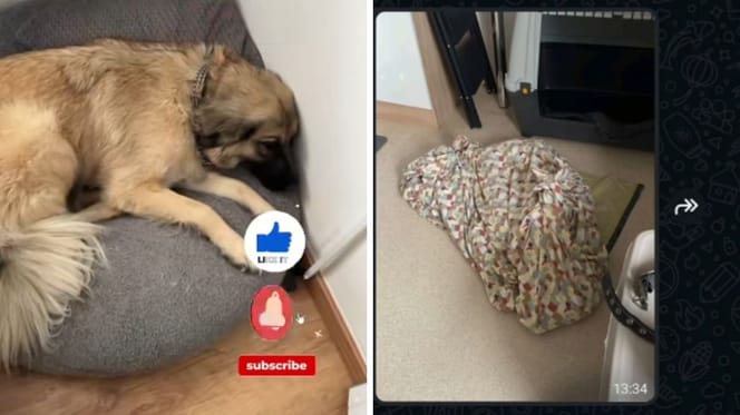 La chienne Jette en pleine agonie
