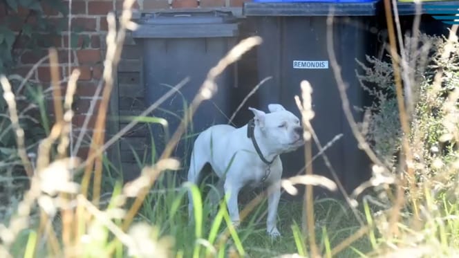 La cagnolina Luna
