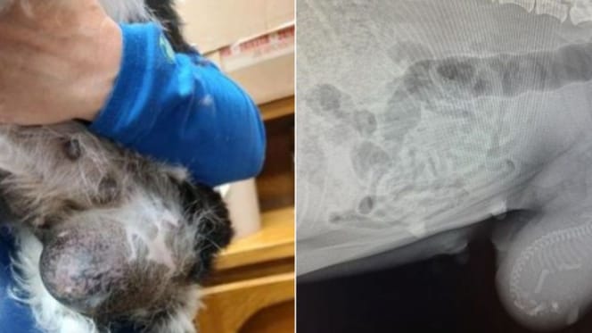 Suka ze stwardnieniem na brzuchu