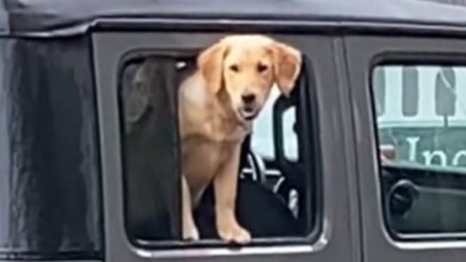 Hündin schaut aus Auto