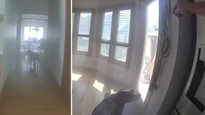 Huis staat in brand, maar hond wil eerst aan de riem voordat hij vertrekt