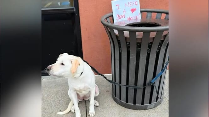 Perro atado a un cubo de basura