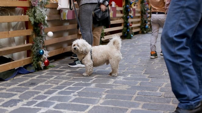 Hund auf dem Weihnachtsmarkt