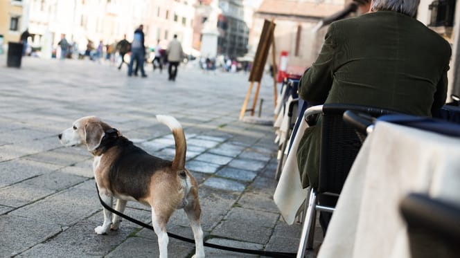 Hund auf Platz in italienischer Stadt