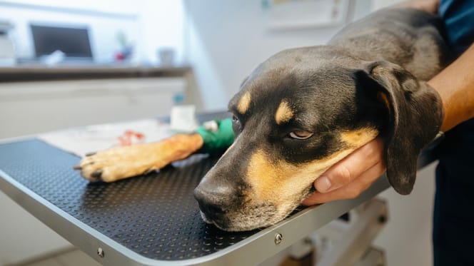 Hund beim Tierarzt