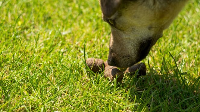 Hund Frisst Eigenen Kot Gr nde Folgen Und L sungen Bei Kotfressen