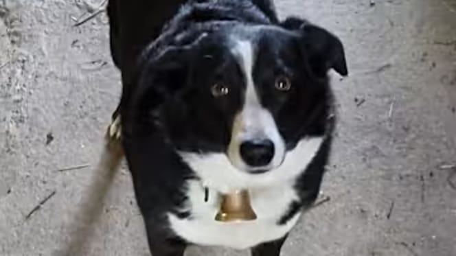 Hund Buddy