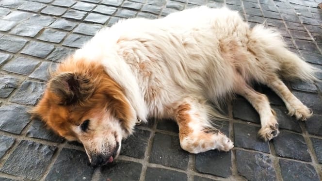 Chien asphyxié dans une voiture surchauffée.