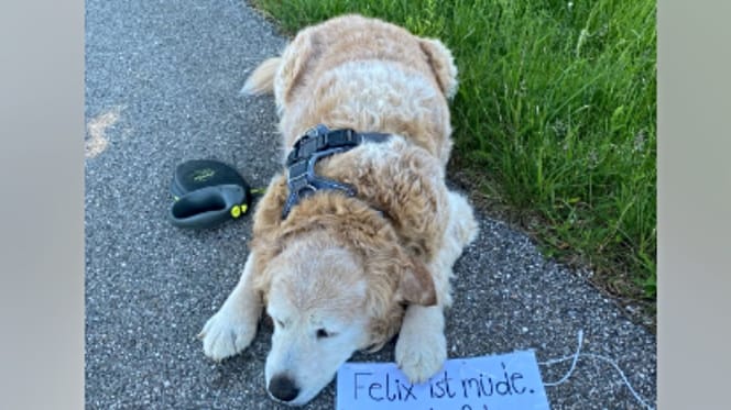 Dog Felix and his special note