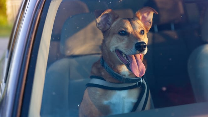 Hund im Auto