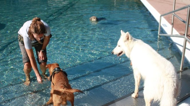 Hund im Freibad