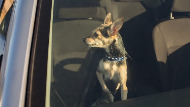 Hund im verschlossenen Auto