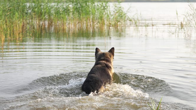 Hond in het water
