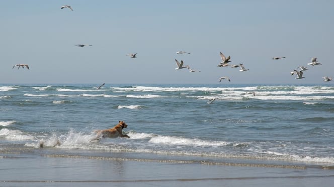 Un chien poursuit des mouettes