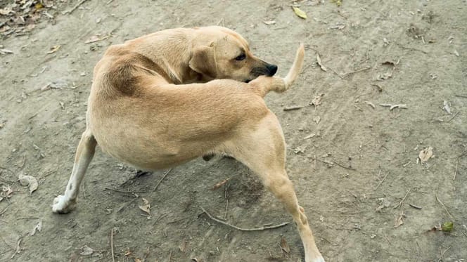 Hund kratzt sich
