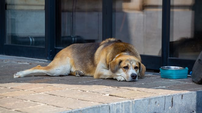 Hund liegt neben einem leeren Napf
