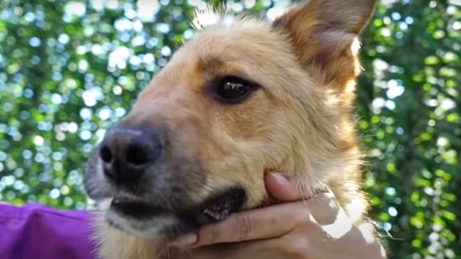 Perro con media cara: Skye lo ha conseguido