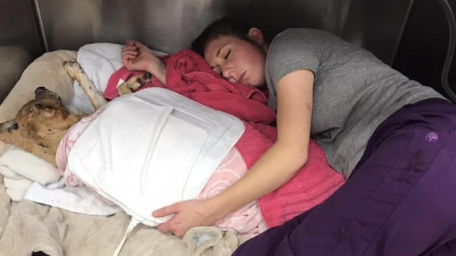 Hond met brandwonden