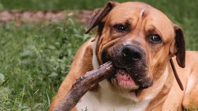 Hund nur nachts Gassi