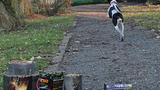 Hund rennt vor Knallkörpern weg