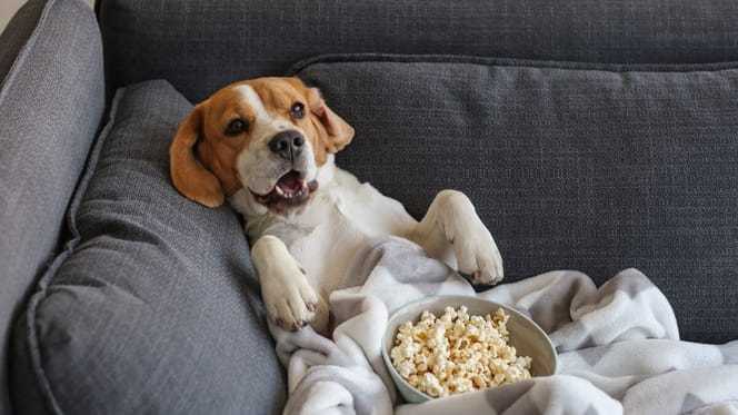 Hund schaut fern auf dem Sofa mit Popcorn