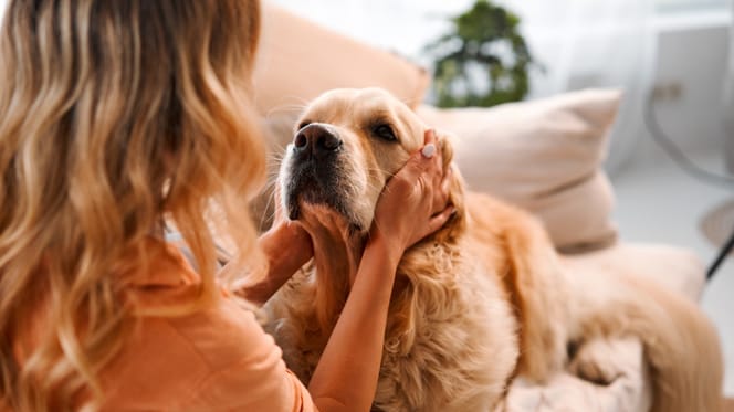 Hund schaut Frauchen an
