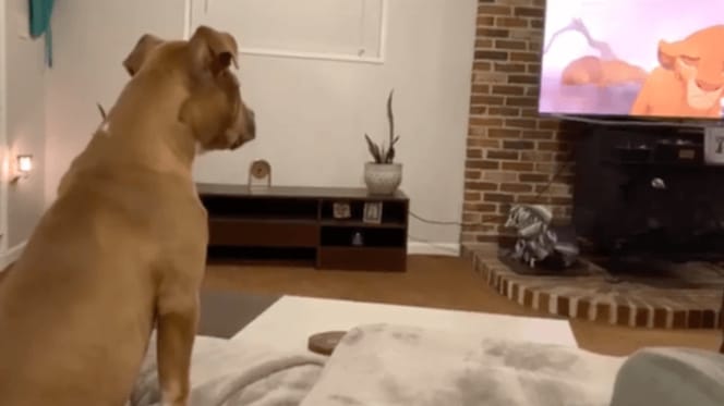 Perro viendo El Rey León