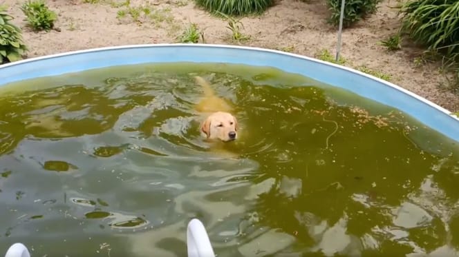 Hund schwimmt in Pool mit grünem Wasser