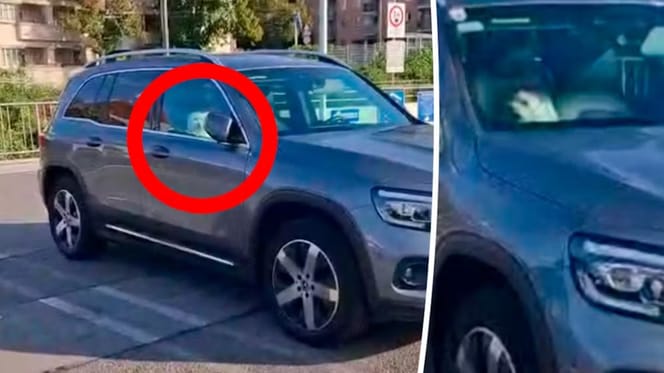 Cane seduto in auto