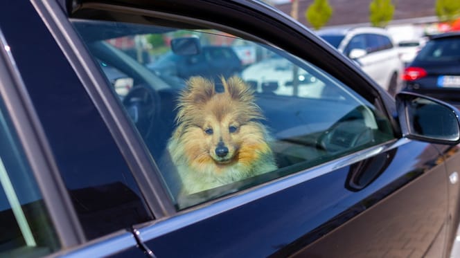 Hund sitzt im Auto und schaut durch Scheibe
