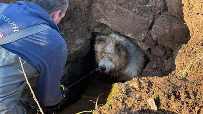 Hund steckt in einem Betonrohr im Bach fest
