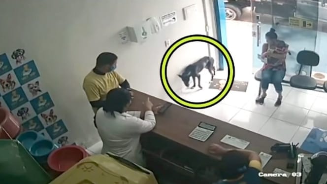 Hund steht in Eingangsbereich der Tierklinik