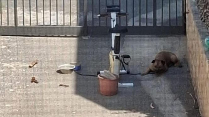 Hund stirbt in Italien den Hitzetod