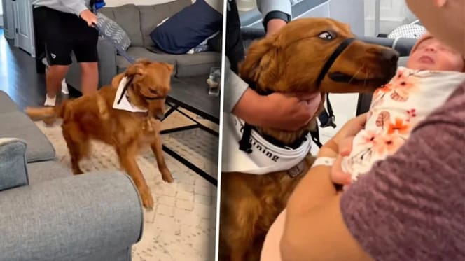 Hund stürmt auf ein Baby zu